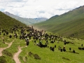 mt. Amnye Machen trek and yaks
