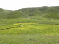 tibetan-grassland-in-the-summer-time