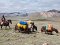 yaks-carrying-the-luggage-on-a-machen-kora