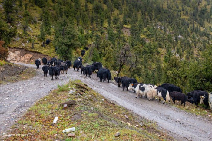 Expedition to the East