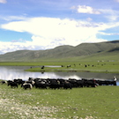 Tibetan_nomads
