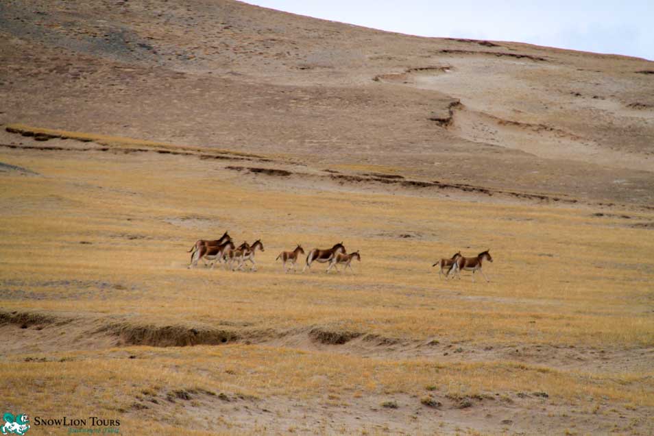 wildlife on the Tibetan Plateau - Amdo and Kham Tour