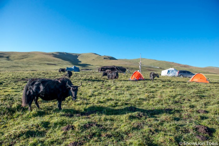 camp with Tibetan nomads
