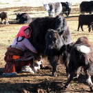 milking_yak