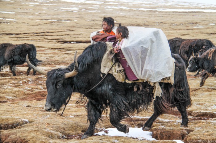 two nomads kids in baskets on the yak in Amdo Tibet
