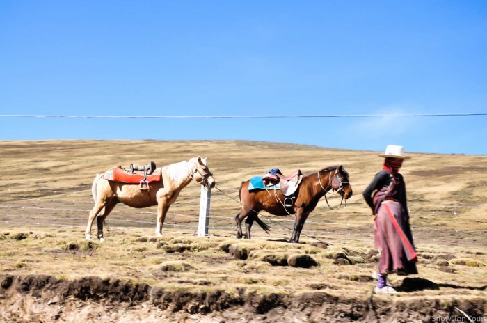 Khampa girl with horses in Sershul