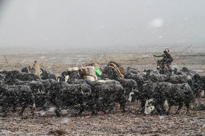 Nomads in a snowy day
