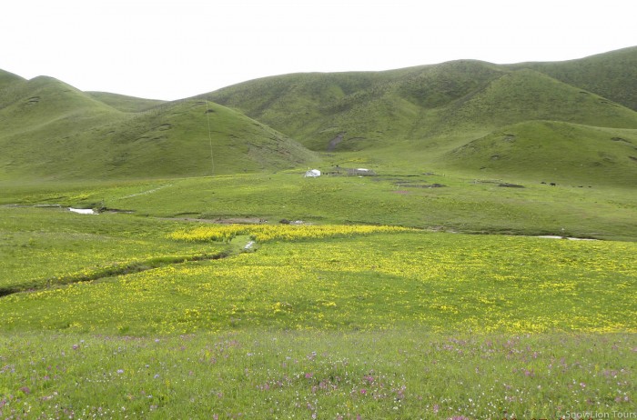 Tibetan Grassland in the summer time