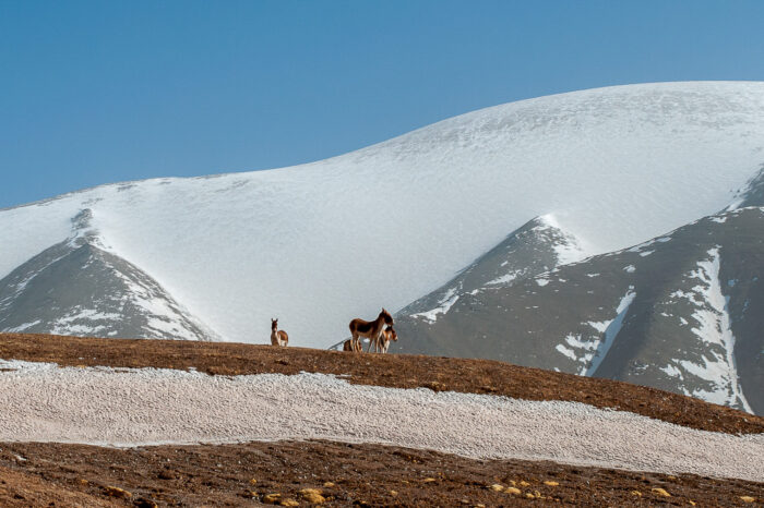 Nature and Wildlife Photography