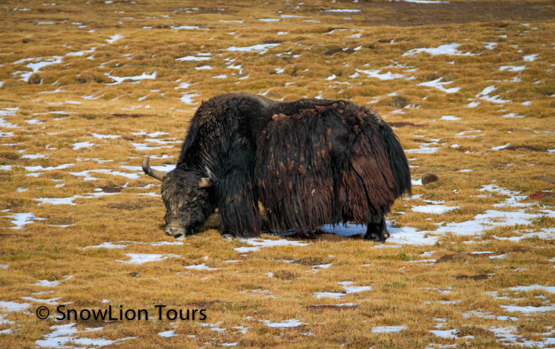 Wild animals in Tibet | Tibet Wildlife Tour | SnowLion Tours