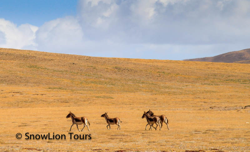 tibet wildlife tour, travel to wildlife preservation in Tibet