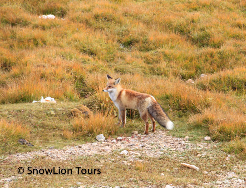 Tibet wildlife tour, travel to Tibet to see wildlife