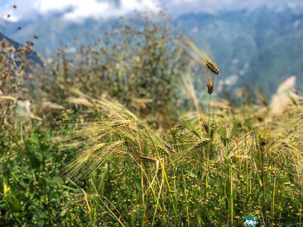 Plantation at Kyirong 