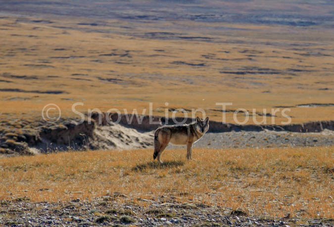 wildlife in Tibet