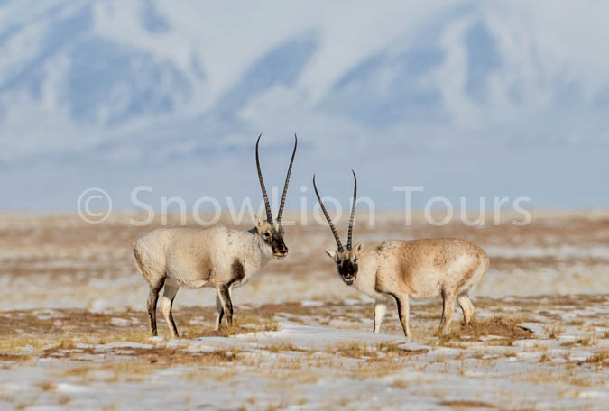 wildlife tour in Tibet